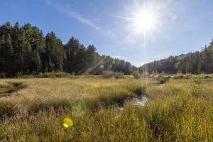 Beaver Pond Trail