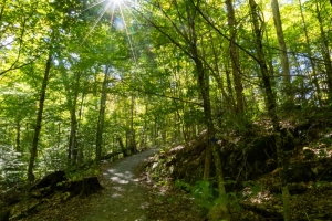Hardwood Lookout Trail